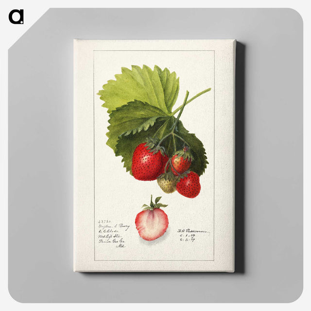 1-54_USDA-Watercolor-Fruit-Painting-Collection_canvas