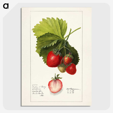 1-54_USDA-Watercolor-Fruit-Painting-Collection_picture-crop