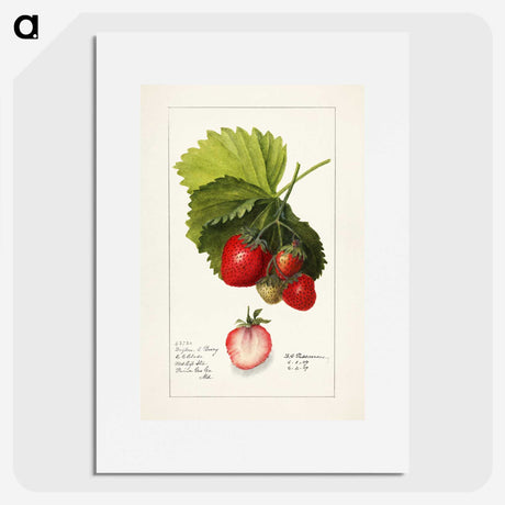 1-54_USDA-Watercolor-Fruit-Painting-Collection_picture