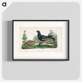 アートポスター-Black grouse, male and female. - ヴィルヘルム フォン ライト Poster.