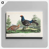 Black grouse, male and female. - ヴィルヘルム フォン ライト Canvas.