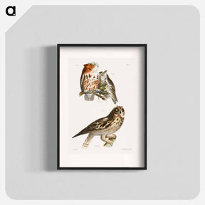 アートポスター-The Little Screech Owl (Bubo asio) - ニューヨークの動物学 Poster.