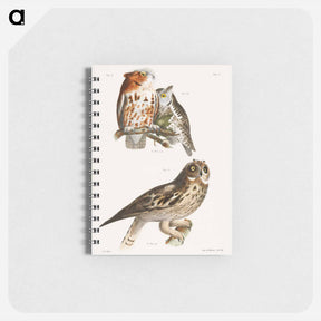 アートメモ帳-The Little Screech Owl (Bubo asio) - ニューヨークの動物学 Memo.