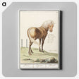 1-55_Anselmus-Boetius-de-Boodt_canvas