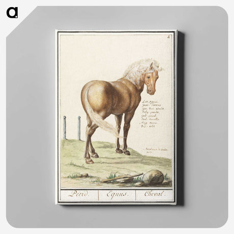 1-55_Anselmus-Boetius-de-Boodt_canvas