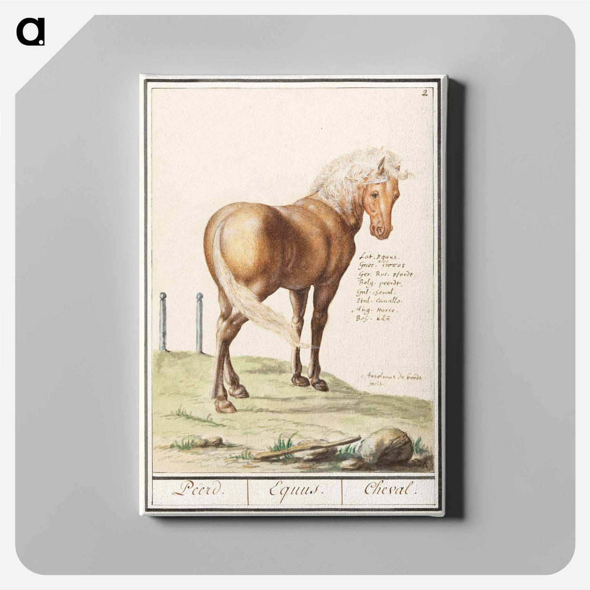 Horse - アンセルムス ボエティウス デ ブート Canvas.