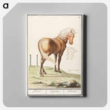 Horse - アンセルムス ボエティウス デ ブート Canvas.