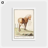 アートポストカード-Horse - アンセルムス ボエティウス デ ブート Postcard.