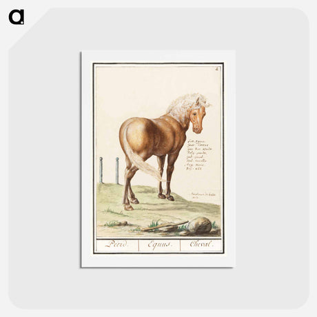 アートポストカード-Horse - アンセルムス ボエティウス デ ブート Postcard.