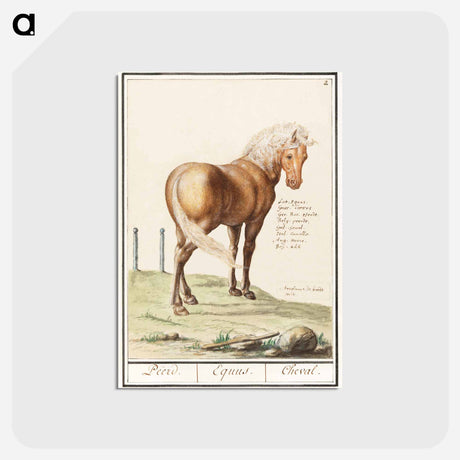 アートポストカード-Horse - アンセルムス ボエティウス デ ブート Postcard.