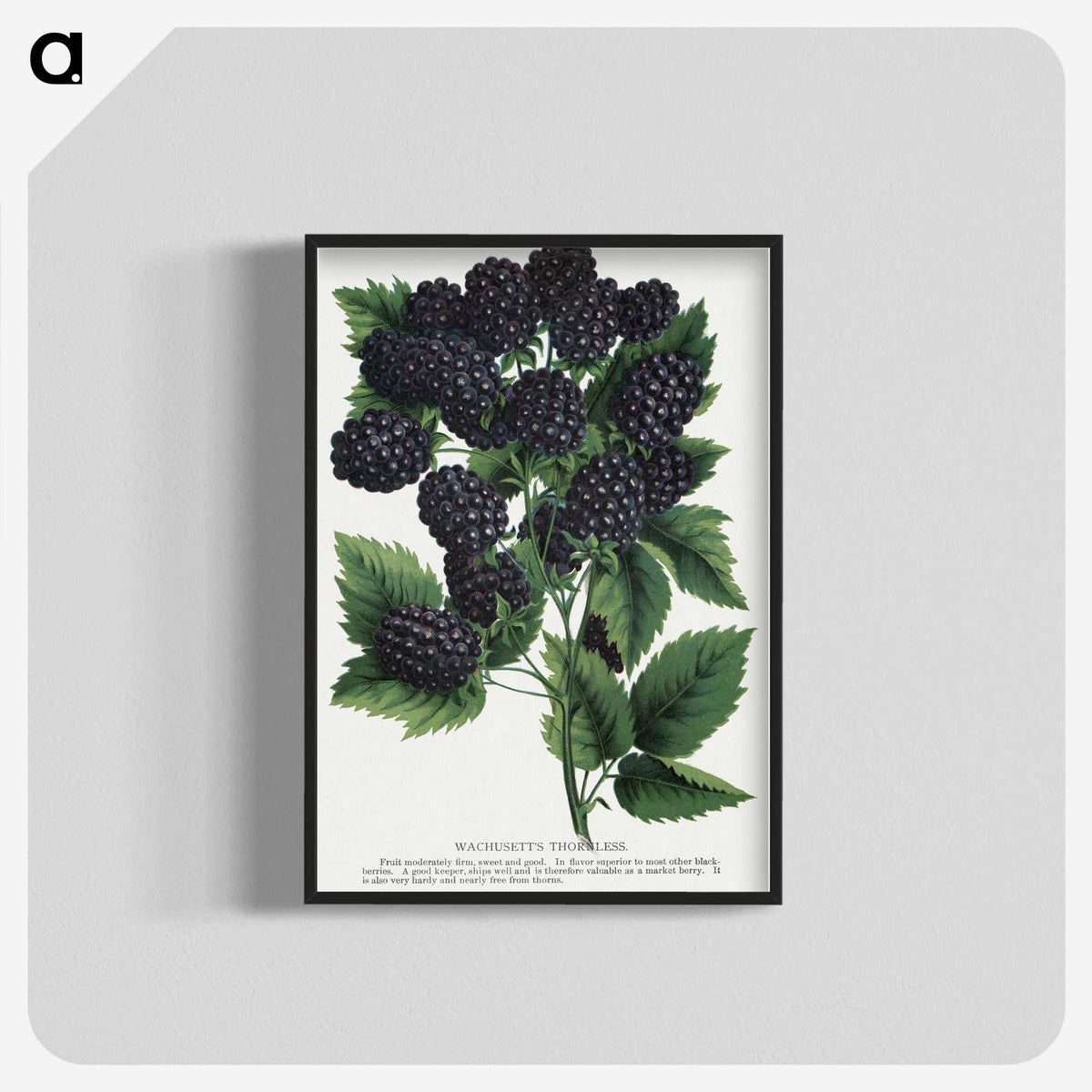1-55_Botanical-Specimen-Plates_blk-crop