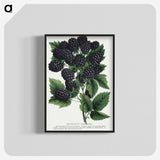 1-55_Botanical-Specimen-Plates_blk-crop
