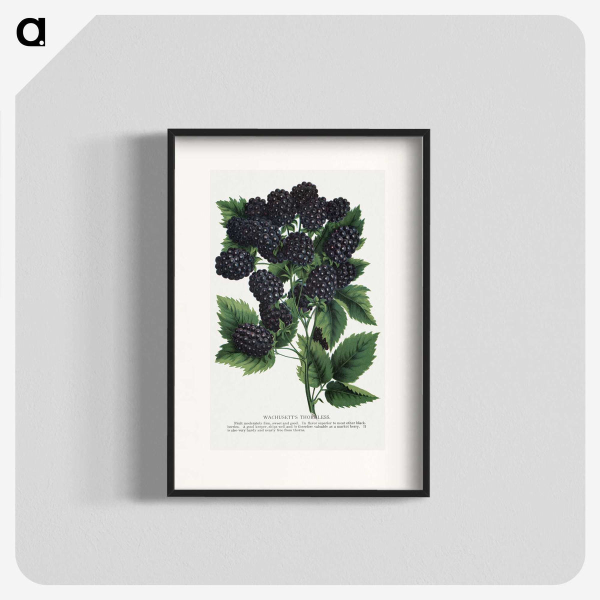1-55_Botanical-Specimen-Plates_blk