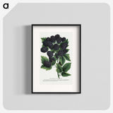 1-55_Botanical-Specimen-Plates_blk