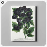 1-55_Botanical-Specimen-Plates_canvas