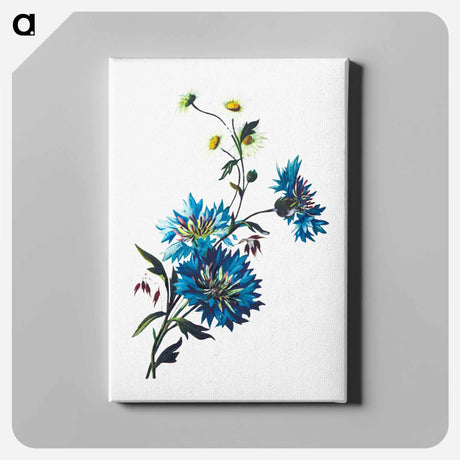 アートパネル-Daisy Corn Flower
 - 大英図書館 Canvas.