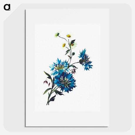 アートポスター-Daisy Corn Flower
 - 大英図書館 Poster.
