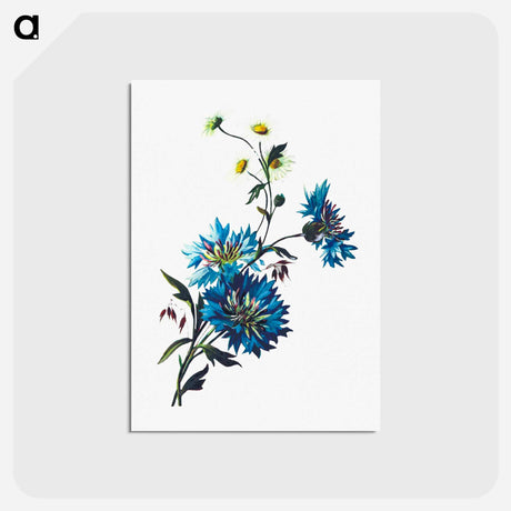 アートポストカード-Daisy Corn Flower
 - 大英図書館 Postcard.