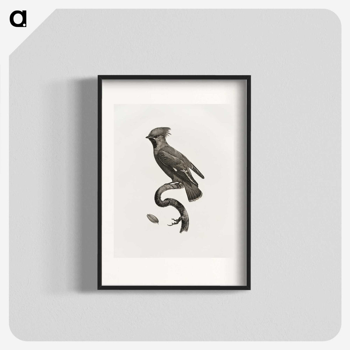 1-55_Des-Oiseaux-de-Paradis_blk