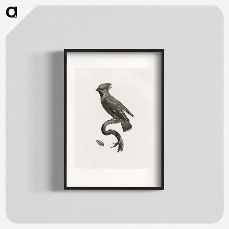 1-55_Des-Oiseaux-de-Paradis_blk