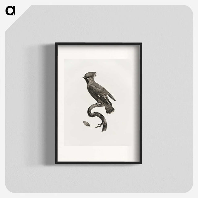 1-55_Des-Oiseaux-de-Paradis_blk