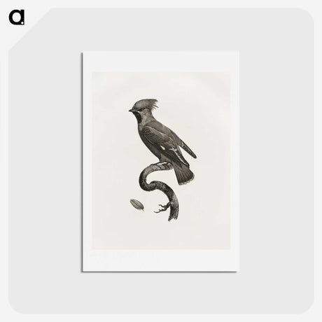 1-55_Des-Oiseaux-de-Paradis_hagaki