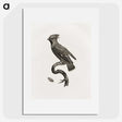 1-55_Des-Oiseaux-de-Paradis_picture