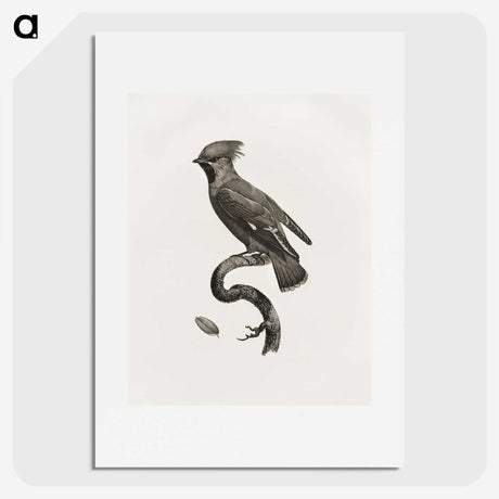 1-55_Des-Oiseaux-de-Paradis_picture