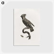 1-55_Des-Oiseaux-de-Paradis_postcard