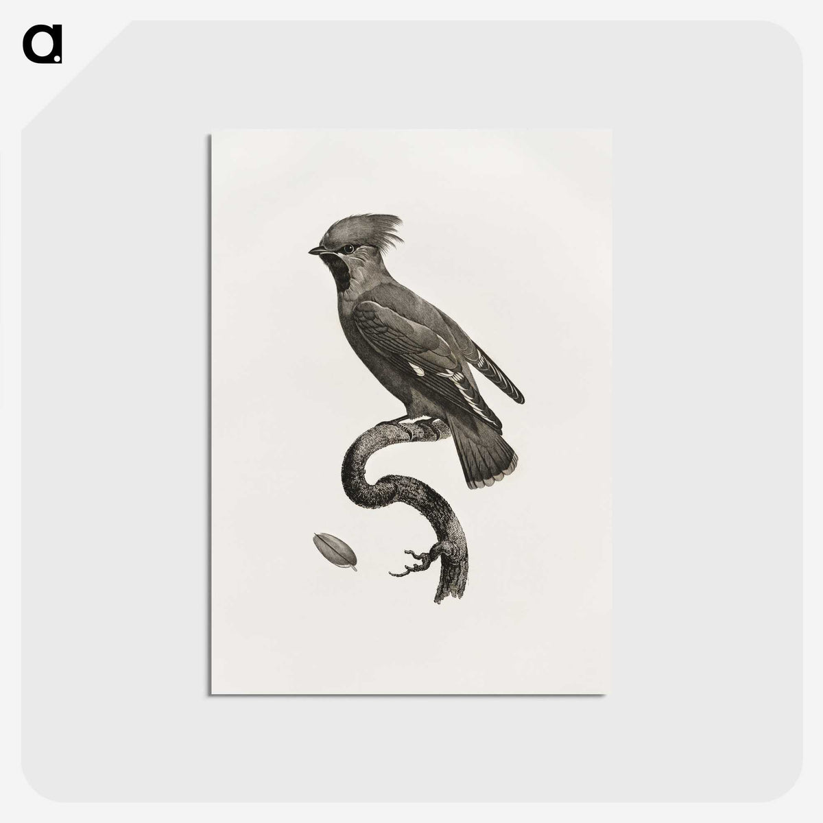 1-55_Des-Oiseaux-de-Paradis_postcard