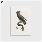 1-55_Des-Oiseaux-de-Paradis_postcard