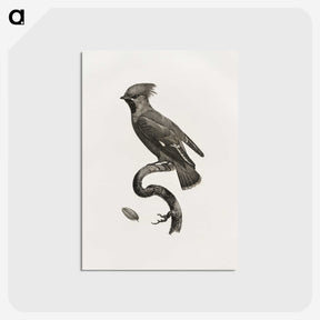 1-55_Des-Oiseaux-de-Paradis_postcard