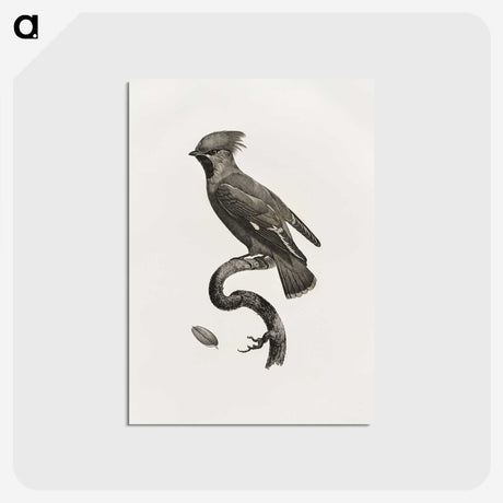 1-55_Des-Oiseaux-de-Paradis_postcard