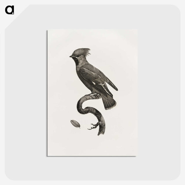 1-55_Des-Oiseaux-de-Paradis_postcard