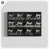 1-55_Eadweard-Muybridge_blk-crop