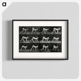 1-55_Eadweard-Muybridge_blk