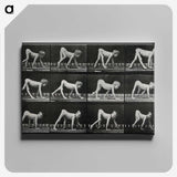 1-55_Eadweard-Muybridge_canvas