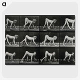 1-55_Eadweard-Muybridge_picture-crop