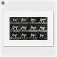 1-55_Eadweard-Muybridge_picture