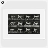 1-55_Eadweard-Muybridge_picture