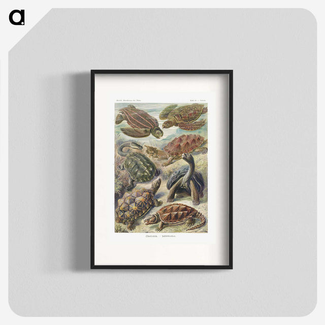 1-55_Ernst-Haeckel_blk