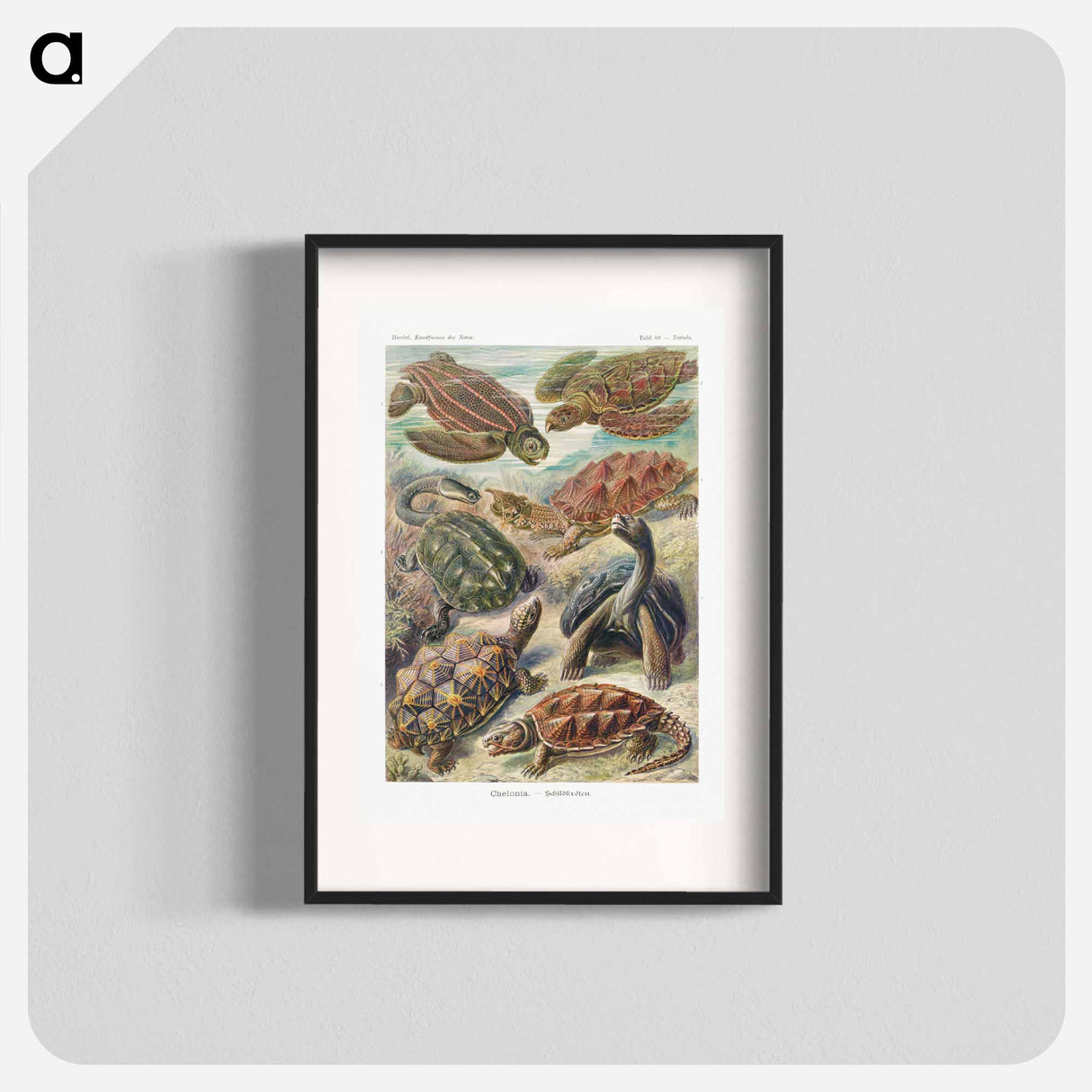 Chelonia–Schildkröten - エルンスト ヘッケル Poster.