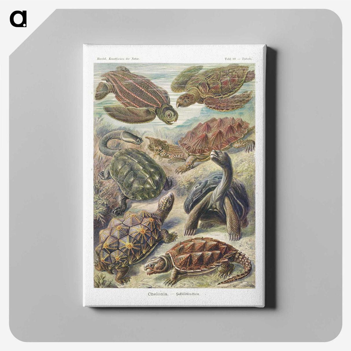 1-55_Ernst-Haeckel_canvas