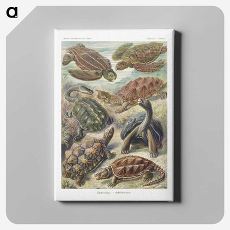 1-55_Ernst-Haeckel_canvas