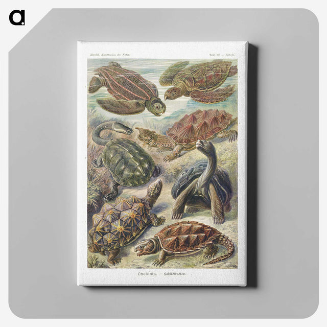 1-55_Ernst-Haeckel_canvas