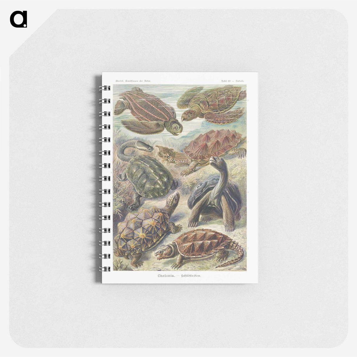 1-55_Ernst-Haeckel_memo