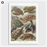 1-55_Ernst-Haeckel_picture-crop