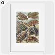 1-55_Ernst-Haeckel_picture