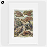 1-55_Ernst-Haeckel_picture
