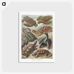 1-55_Ernst-Haeckel_postcard